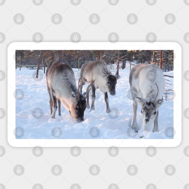 Feeding the reindeer in the snow Sticker by Aurealis